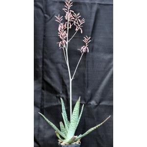 Aloe zebrina (Kaokoland, Namibia) 5-inch pots