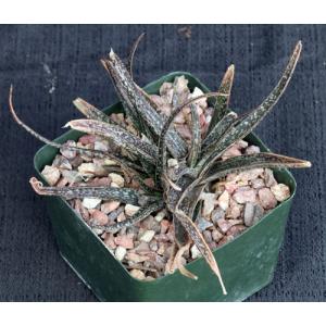 Aloe bellatula 5-inch pots