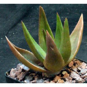 Aloe cv Black Gem 5-inch pots