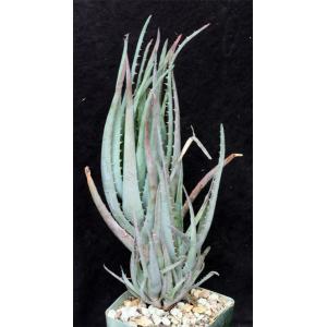 Aloe cv Blue Elf 4-inch pots