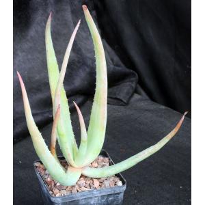 Aloe castanea 5-inch pots