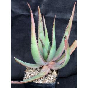 Aloe chaubaudii var. chaubaudii (Matopos form) one-gallon pots