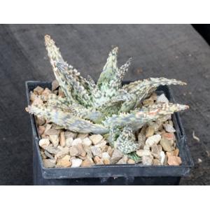 Aloe cv Doran Black 5-inch pots