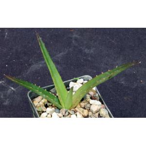 Aloe cv Goliath 3-inch pots