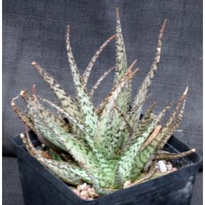 Aloe cv Lizard Lips one-gallon pots