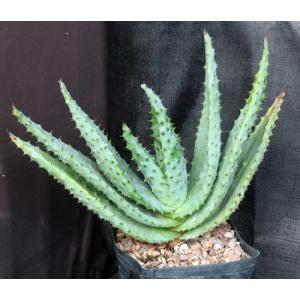 Aloe marlothii one-gallon pots