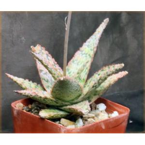 Aloe cv Pink Blush 4-inch pots