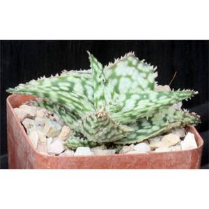 Aloe cv Snowstorm 4-inch pots