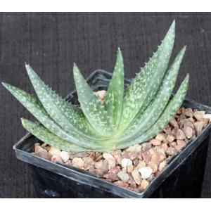 Aloe woodii 5-inch pots