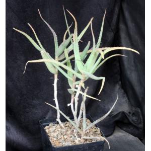 Aloe acutissima var. itampolensis one-gallon pots