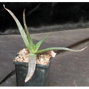 Aloe adigratana (JL 73) 5-inch pots