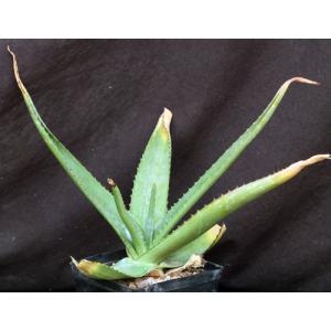 Aloe affinis one-gallon pots