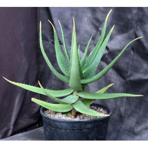 Aloe archeri 2-gallon pots