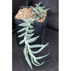 Aloe arenicola one-gallon pots