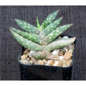 Aloe arenicola 2-inch pots