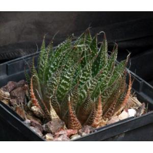 Aloe aristata 5-inch pots