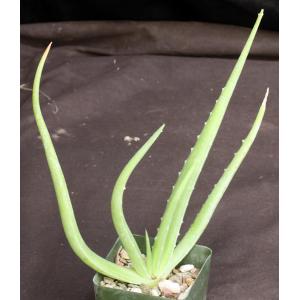 Aloe austroarabica 4-inch pots