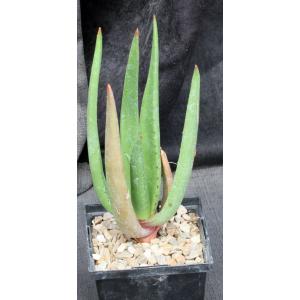 Aloe barbara-jeppeae 5-inch pots