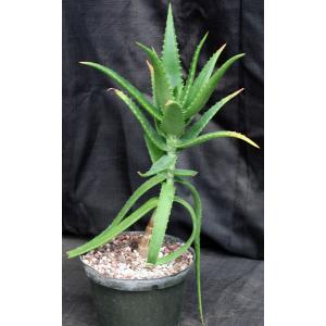 Aloe babatiensis 8-inch pots