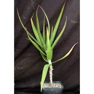 Aloe babatiensis one-gallon pots