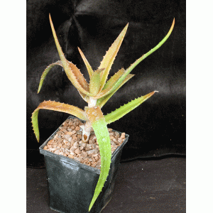 Aloe babatiensis 5-inch pots