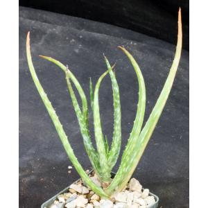 Aloe bakeri 3-inch pots