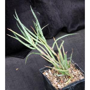 Aloe bakeri 5-inch pots