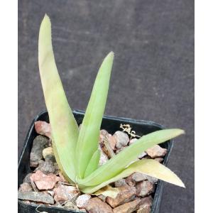 Aloe ballyi  2-inch pots