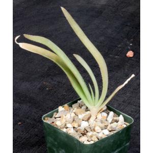 Aloe ballyi 4-inch pots