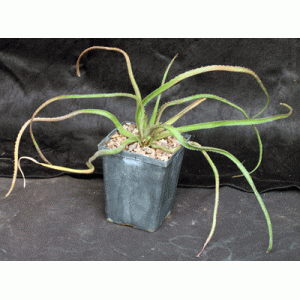 Aloe belavenokensis 5-inch pots
