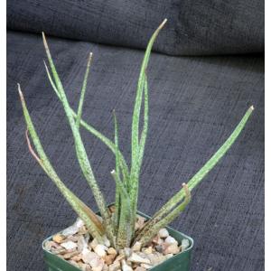 Aloe bellatula 4-inch pots