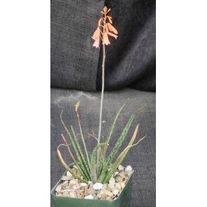 Aloe bellatula 4-inch pots