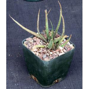 Aloe bellatula 5-inch pots