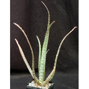 Aloe bertemariae 5-inch pots