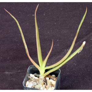 Aloe bosseri 2-inch pots