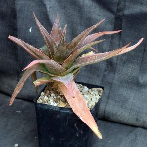 Aloe brachystachys one-gal pots
