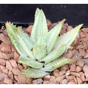 Aloe brevifolia (variegated) 5-inch pots