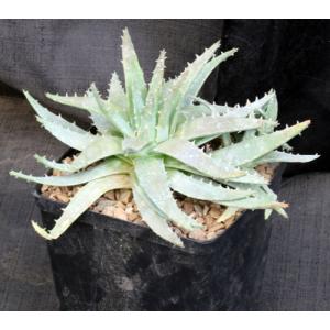 Aloe brevifolia var. brevifolia one-gallon pots