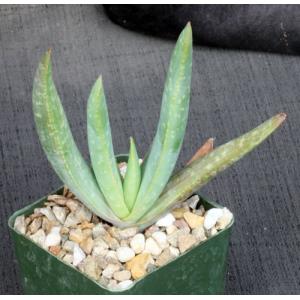 Aloe buhrii 4-inch pots