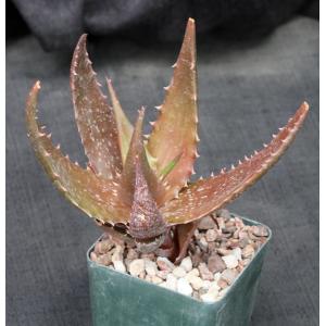 Aloe bussei 4-inch pots