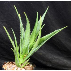 Aloe cameronii var. dedzana one-gallon pots