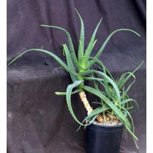 Aloe camperi 2-gallon pots