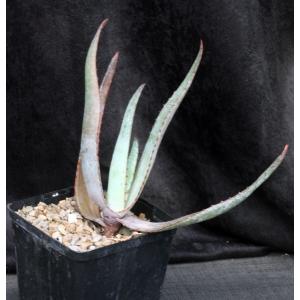 Aloe capitata var. quartziticola one-gallon pots