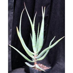 Aloe castanea one-gallon pots