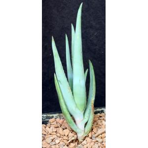 Aloe castanea one-gallon pots