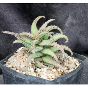 Aloe castilloniae (Castillon) one-gallon pots