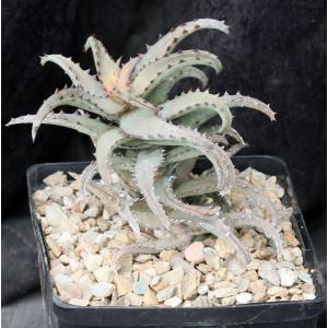 Aloe castilloniae (Castillon) one-gallon pots