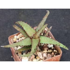 Aloe castilloniae (Castillon) 3-inch pots