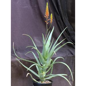 Aloe cheranganiensis (Ortum, Kenya) 2-gallon pots