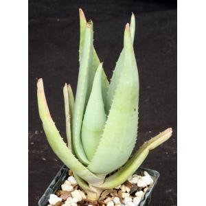 Aloe chrysostachys 4-inch pots